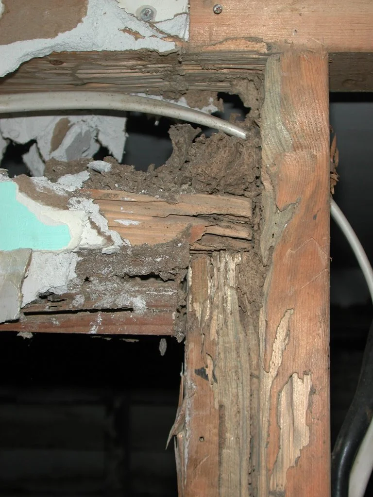 termite